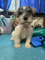 Piper's male #2, a male Miniature Schnauzer for sale in Frankston, TX – 5 of 5