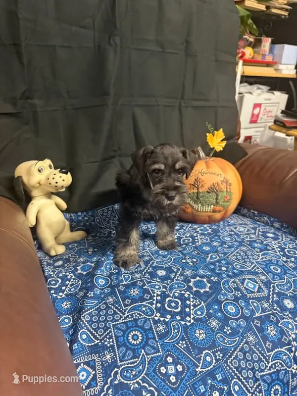 Charley's male #3 – Miniature Schnauzer puppy for sale in Frankston, TX