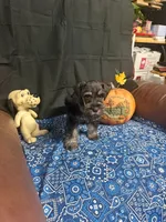 Charley's male #3, a male Miniature Schnauzer for sale in Frankston, TX – 2 of 7