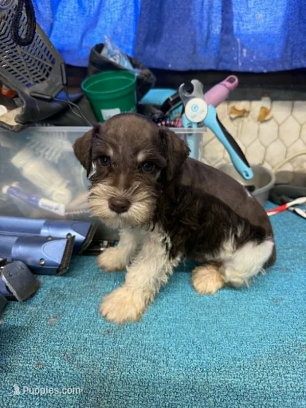 Remi male #2 – Miniature Schnauzer puppy for sale in Frankston, TX