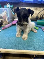 Austin's Parti male, a male Miniature Schnauzer for sale in Frankston, TX – 3 of 6