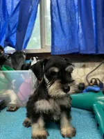 Piper's male #1, a male Miniature Schnauzer for sale in Frankston, TX – 4 of 4