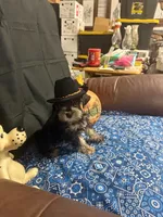Charley's male #2, a male Miniature Schnauzer for sale in Frankston, TX – 4 of 8