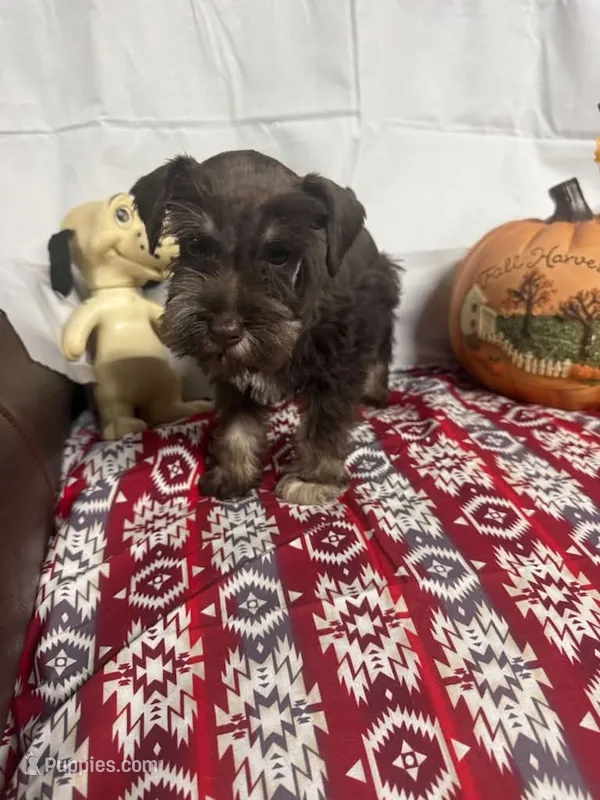 Destiny #4 – Miniature Schnauzer puppy for sale in Frankston, TX