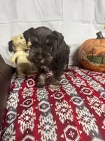 Destiny #4, a male Miniature Schnauzer for sale in Frankston, TX – 3 of 3