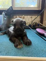 Miley Piper #2, a male Miniature Schnauzer for sale in Frankston, TX – 3 of 4