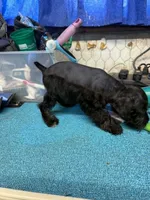 Remi female #1, a female Miniature Schnauzer for sale in Frankston, TX – 2 of 6