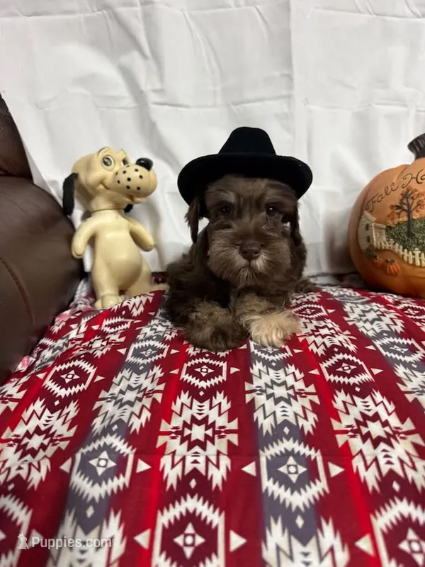Destiny #4 – Miniature Schnauzer puppy for sale in Frankston, TX