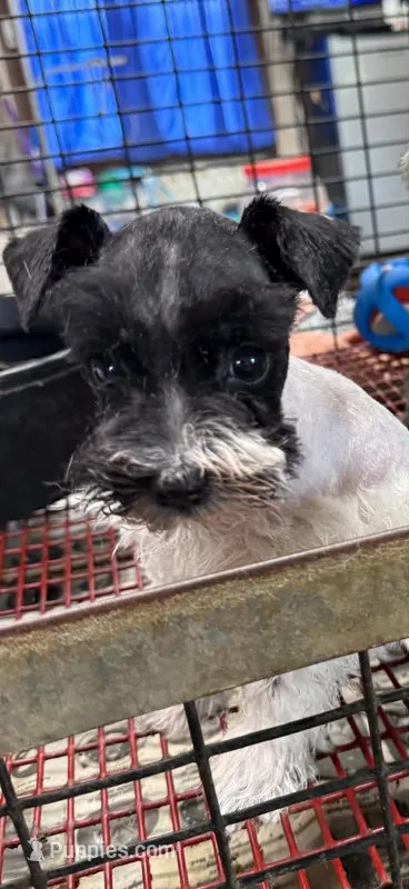 Austin's Parti male – Miniature Schnauzer puppy for sale in Frankston, TX