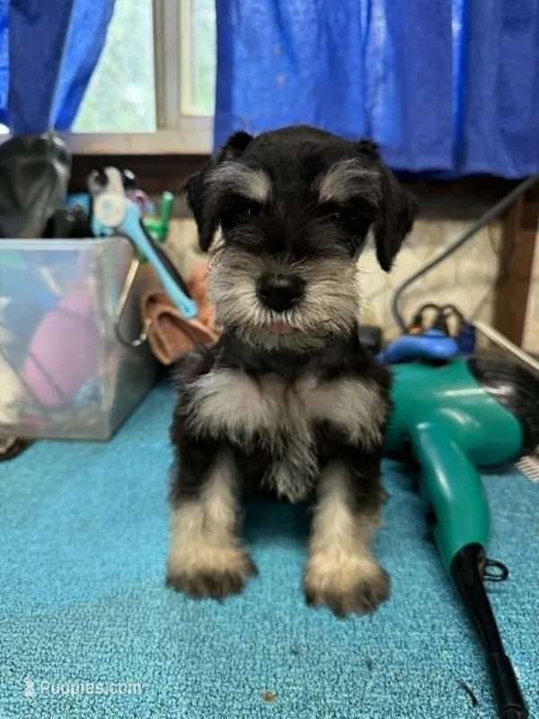 Piper's male #1 – Miniature Schnauzer puppy on hold in Frankston, TX