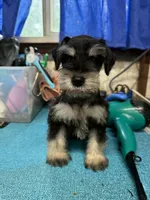 Piper's male #1, a male Miniature Schnauzer for sale in Frankston, TX – 1 of 4