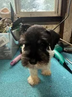 Charley's male #1, a male Miniature Schnauzer for sale in Frankston, TX – 4 of 7