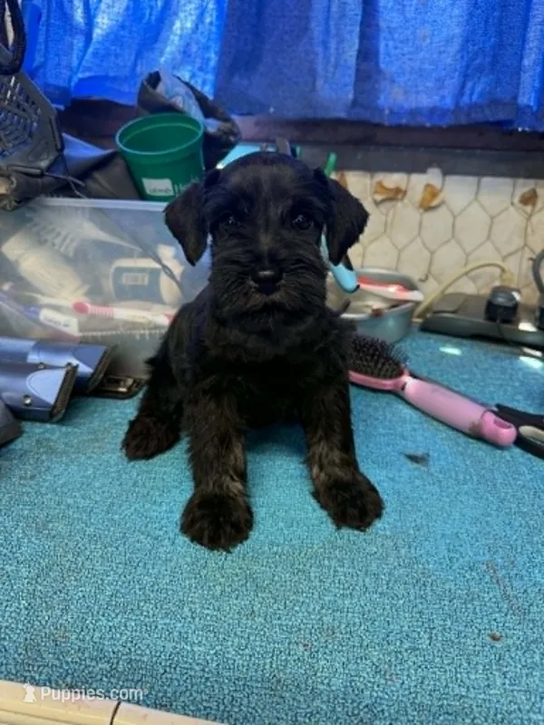 Remi male #3 – Miniature Schnauzer puppy for sale in Frankston, TX