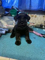 Remi male #3, a male Miniature Schnauzer for sale in Frankston, TX – 1 of 5