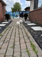 Willow , a female English Cream Golden Retriever for sale in Trenton, MI – 2 of 2