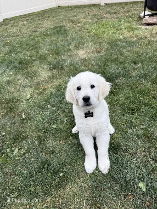 Willow  – English Cream Golden Retriever puppy for sale in Trenton, MI