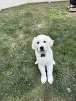 Willow , a female English Cream Golden Retriever for sale in Trenton, MI – 1 of 2