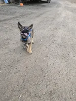 Bear, a male German Shepherd Dog for sale in Modesto, CA – Photo 3 of 6