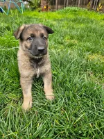 Bear, a male German Shepherd Dog for sale in Modesto, CA – Photo 2 of 5