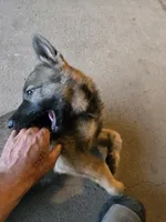 Bear, a male German Shepherd Dog for sale in Modesto, CA – Photo 5 of 6