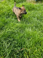 Bear, a male German Shepherd Dog for sale in Modesto, CA – Photo 5 of 5