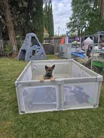 Bear, a male German Shepherd Dog for sale in Modesto, CA – Photo 2 of 6