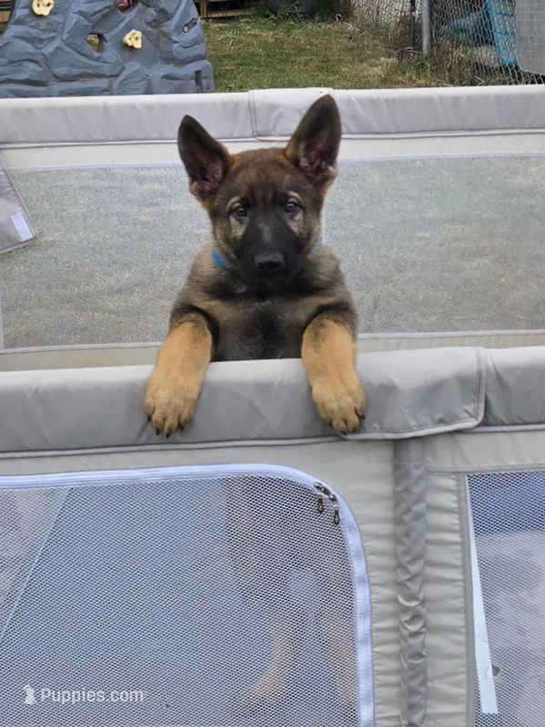 Bear – German Shepherd Dog puppy for sale in Modesto, CA