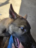 Bear, a male German Shepherd Dog for sale in Modesto, CA – Photo 6 of 6