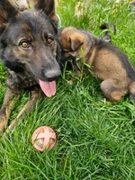 Bear, a male German Shepherd Dog for sale in Modesto, CA – Photo 4 of 5