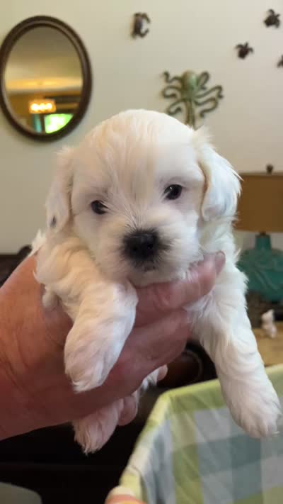 Paisley by 3doodles, a female Shihpoo for sale in Delaware, OH – 6 of 6
