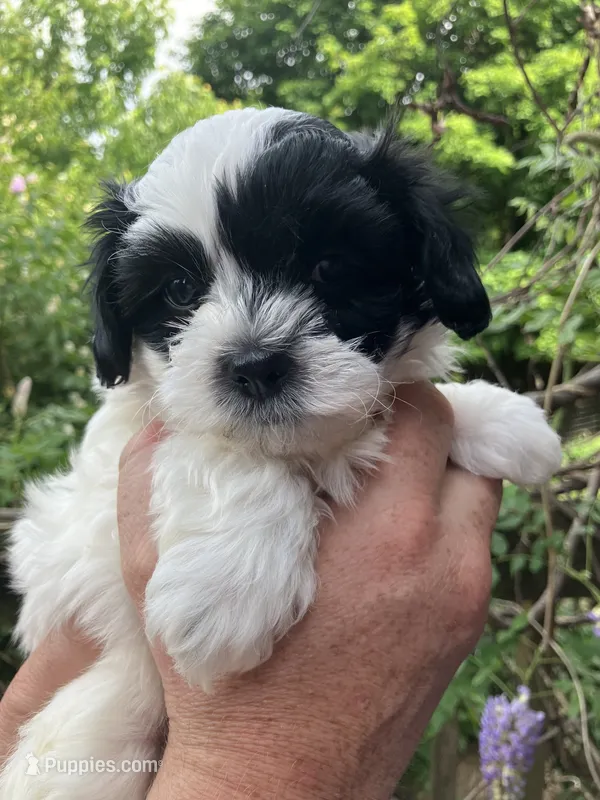 Louie by 3doodles – Shihpoo puppy for sale in Delaware, OH