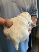 Paisley, a female Shihpoo for sale in Delaware, OH – Photo 5 of 5