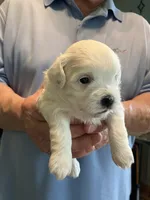 Paisley, a female Shihpoo for sale in Delaware, OH – Photo 4 of 5