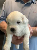 Paisley, a female Shihpoo for sale in Delaware, OH – Photo 3 of 5