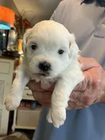 Paisley, a female Shihpoo for sale in Delaware, OH – Photo 1 of 5