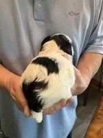 Henry, a male Shihpoo for sale in Delaware, OH – Photo 5 of 5