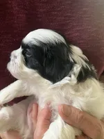 Henry by 3doodles, a male Shihpoo for sale in Delaware, OH – 6 of 8