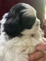 Henry by 3doodles, a male Shihpoo for sale in Delaware, OH – 3 of 8