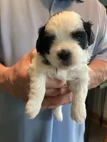 Henry, a male Shihpoo for sale in Delaware, OH – Photo 2 of 5