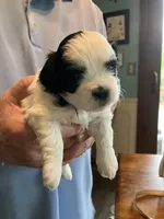 Henry, a male Shihpoo for sale in Delaware, OH – Photo 4 of 5