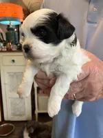 Henry, a male Shihpoo for sale in Delaware, OH – Photo 3 of 5