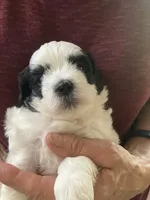 Henry by 3doodles, a male Shihpoo for sale in Delaware, OH – 5 of 8