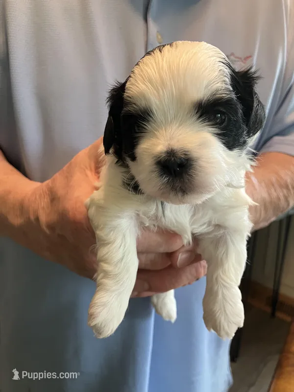 Henry – Shihpoo puppy for sale in Delaware, OH