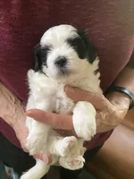 Henry by 3doodles, a male Shihpoo for sale in Delaware, OH – 4 of 8