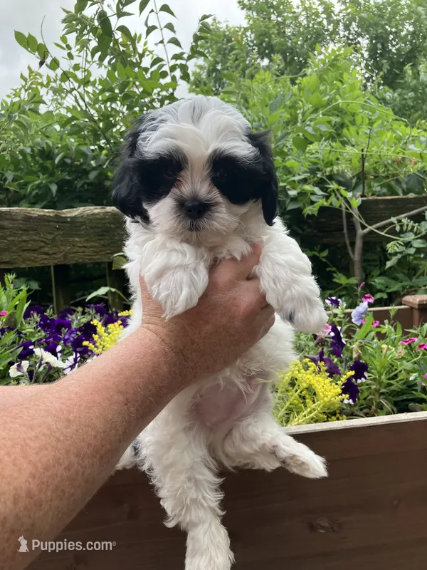 Henry by 3doodles – Shihpoo puppy for sale in Delaware, OH