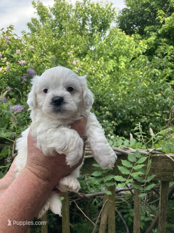 Paisley by 3doodles – Shihpoo puppy for sale in Delaware, OH