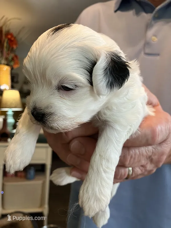 Queenie – Shihpoo puppy for sale in Delaware, OH