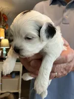 Queenie, a female Shihpoo for sale in Delaware, OH – Photo 2 of 4