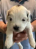 Queenie, a female Shihpoo for sale in Delaware, OH – Photo 3 of 4
