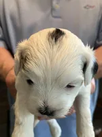 Queenie, a female Shihpoo for sale in Delaware, OH – Photo 4 of 4